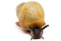 Archachatina marginata icterica Nigeria juvenil